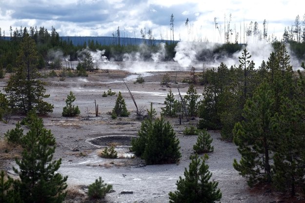 Norris Geyser Field