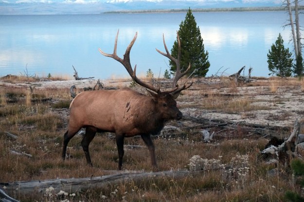 Very large elk, which we pleased was behind a big log fence. However, the next day we saw him hop that same fence quite easily.