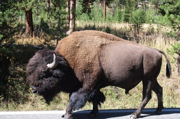 Bison everywhere