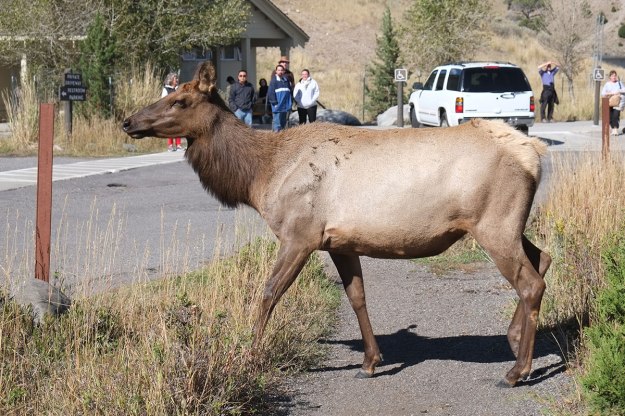 Elk in the center of Mammoth Hot Springs.