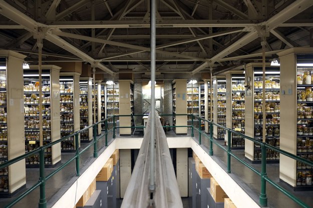 the amazing Alcohol Room, two levels of glass jars full of amphibians and reptiles