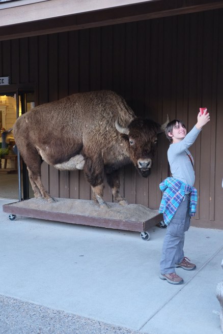 Safe Bison-Selfie No.2. Dead bison are much safer than live bison.