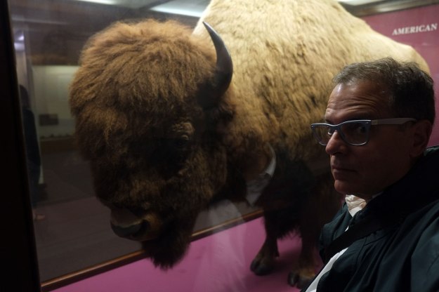 Safe Bison-Selfie No. 3, in the Field Museum. Stuffed bison are even safer when they are in glass cases.