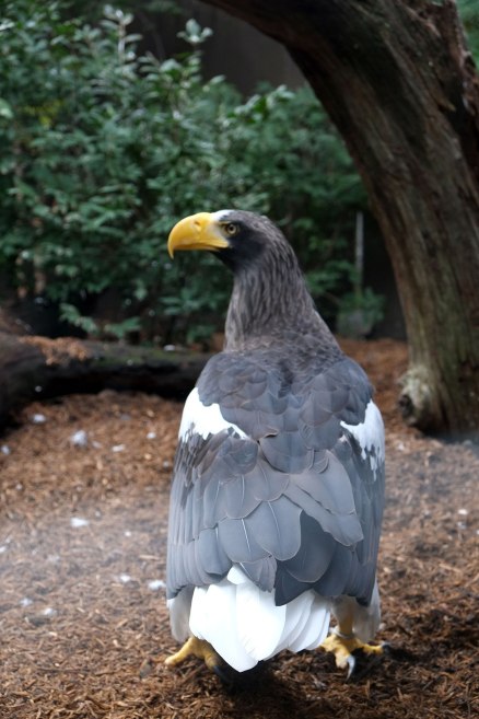 Stellar's Sea Eagle