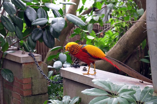 Golden Pheasant