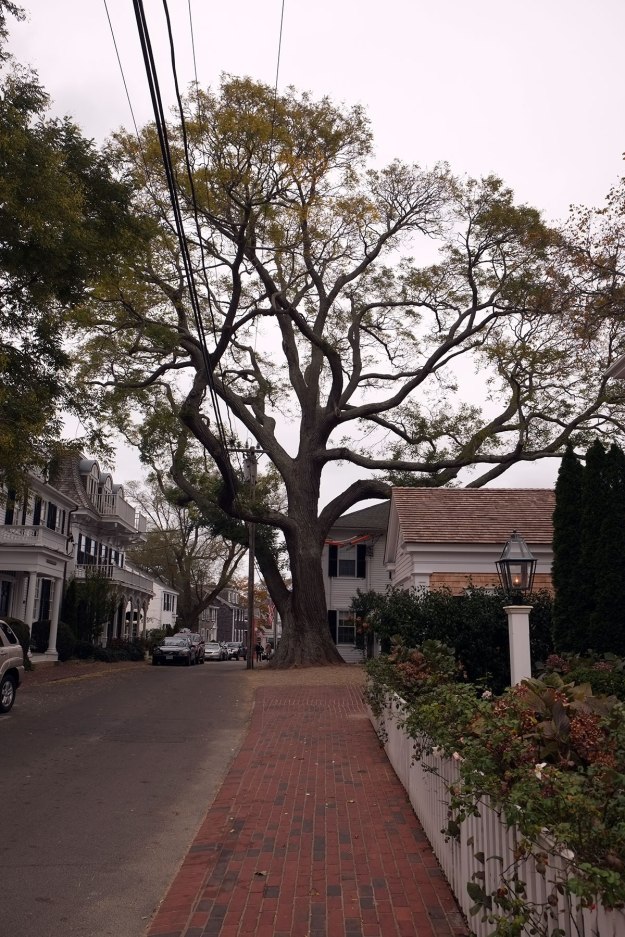 the imported pagoda tree, purportedly the largest in the country