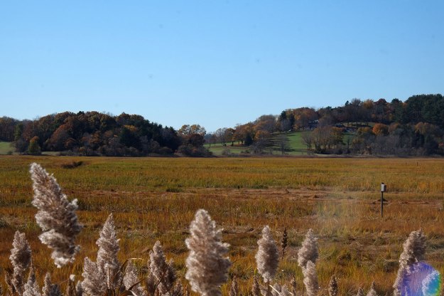 the marshes near Crane's Beach
