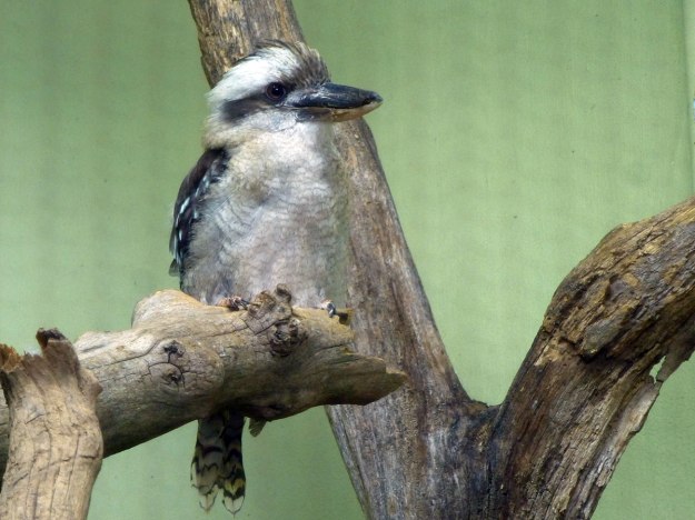 Kookaburra (Not Nigel. He was in a room with a lot of birds who don't like cameras, so this is the bird they had on display.)