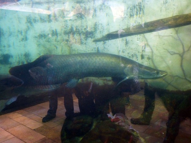 Arapiama, the largest fish in the Amazon