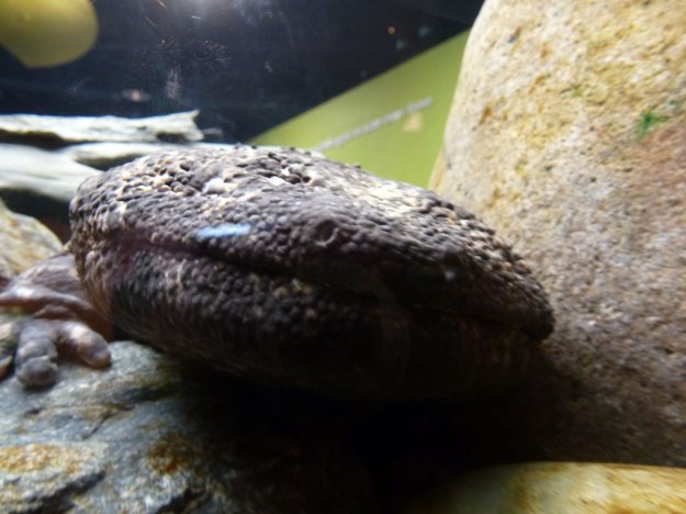 Giant Salamander