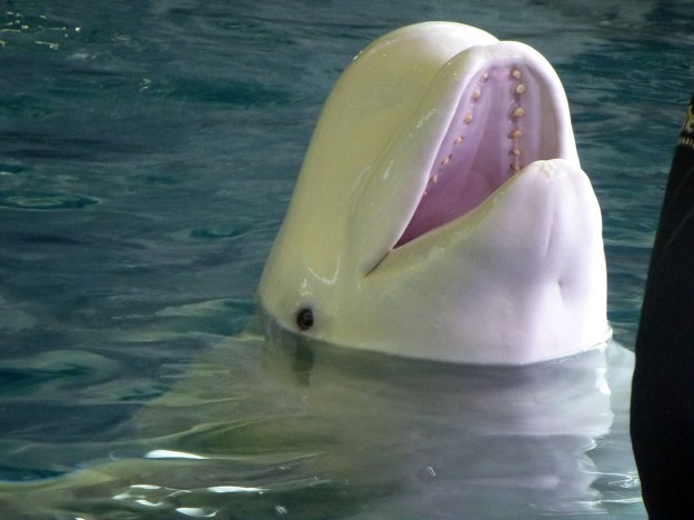 Happy Beluga