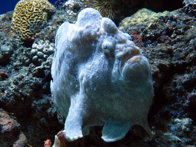 Frogfish