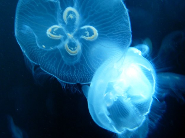 moon jellies