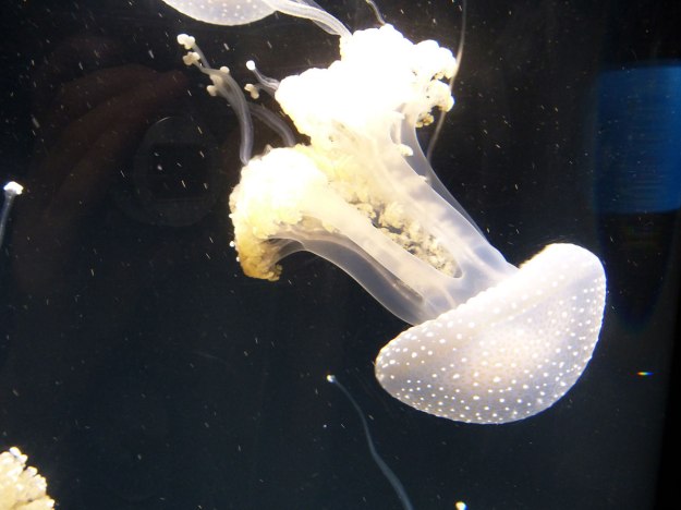Australian spotted jellyfish