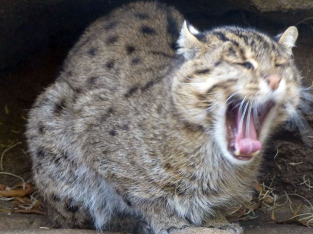 Fishing cat turned into a yawning cat