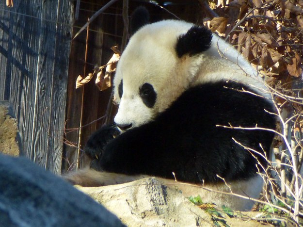 Giant Panda (I can't remember who this one is)