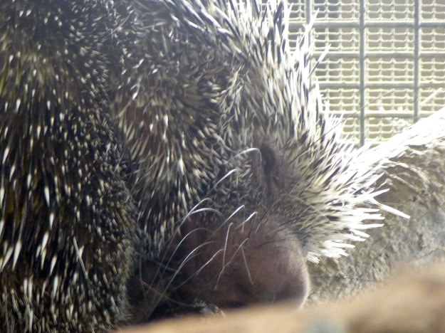 American Porcupine