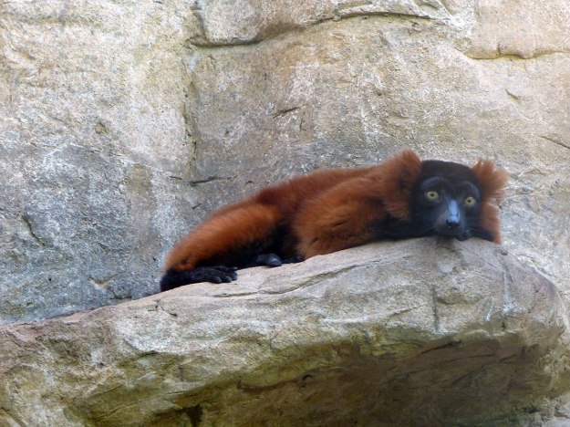 Red Ruffed Lemur