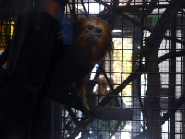 Golden Lion Tamarin
