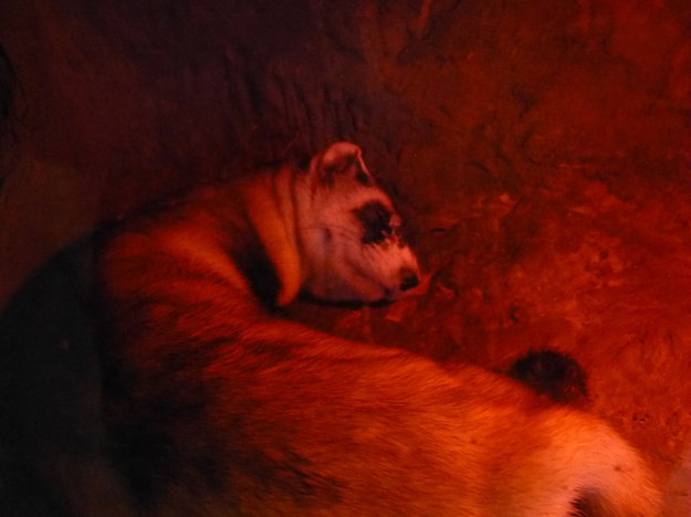 Black Footed Ferret