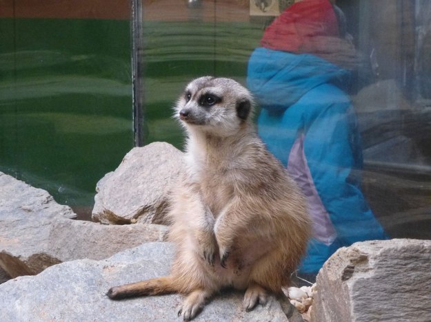 Meerkat