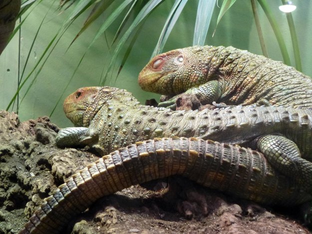 Happy Iguanas