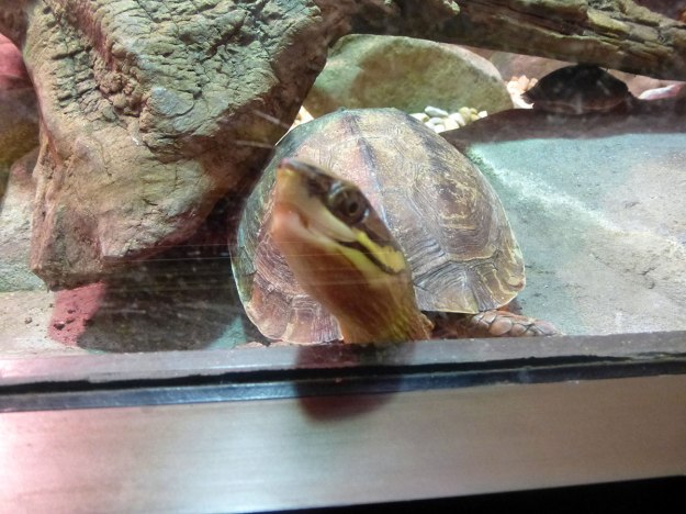 Peekaboo Turtle