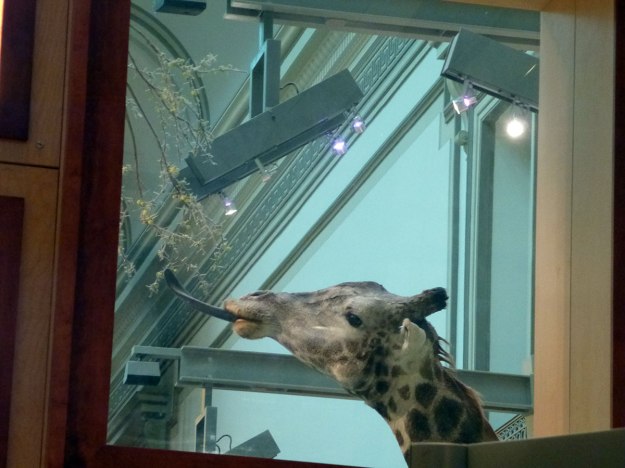 Giraffe in the window