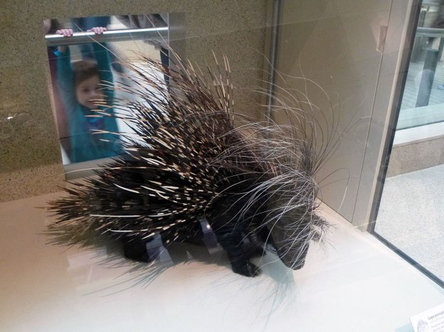 For protection against being pet by small children, porcupines have developed spines