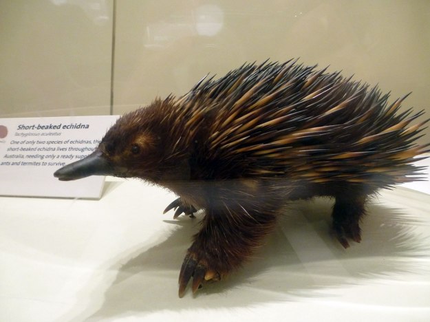 Echidna, one of only two remaining monotremes
