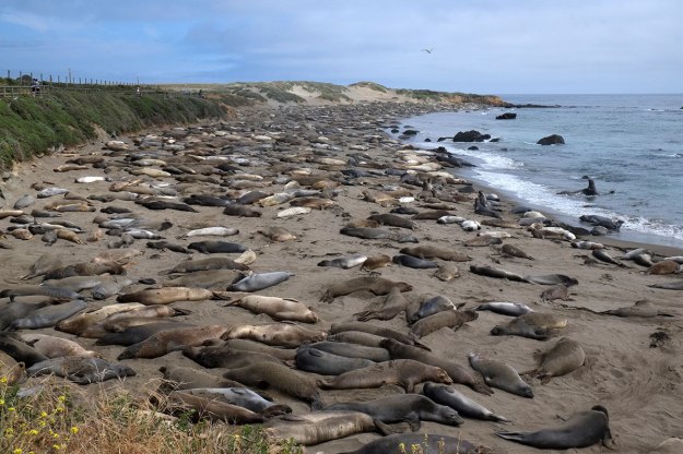 106. Coast050DSCF0651