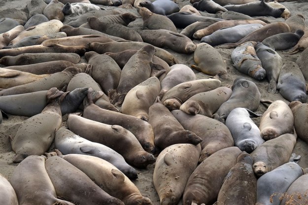 106. Coast051DSCF0654